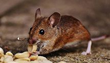 24 Hour & Emergency Exterminators in Mountain Park, NC